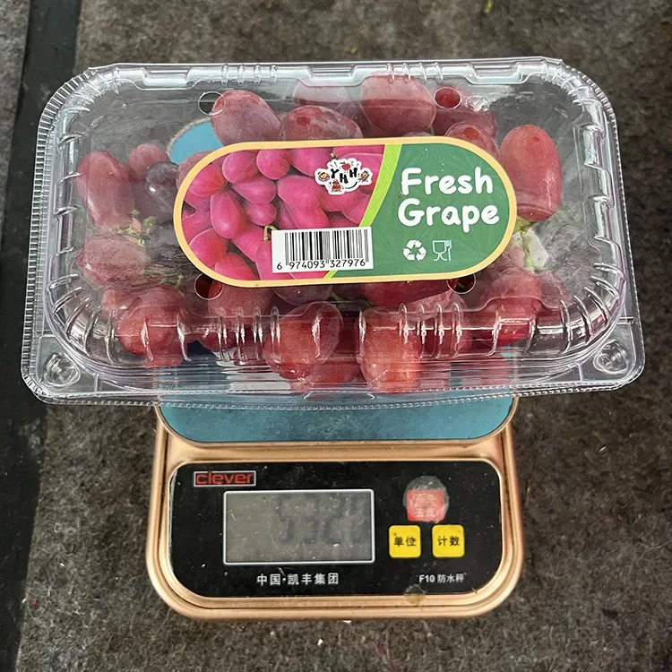 Freshly Harvested Black Grapes