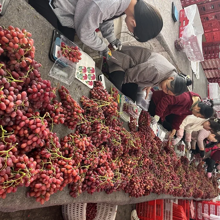 Freshly Harvested Black Grapes