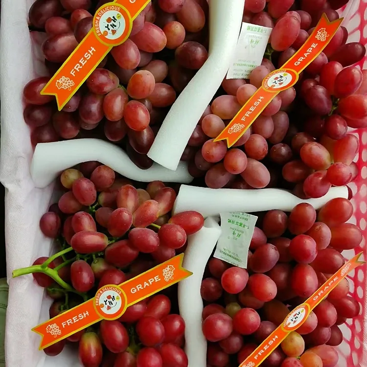 Freshly Harvested Black Grapes