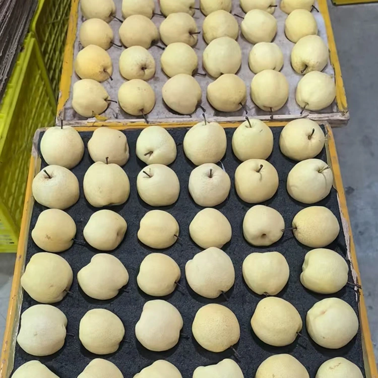 Fresh-Picked Gong Pears