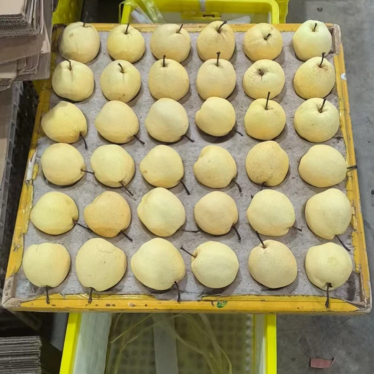 Fresh-Picked Gong Pears