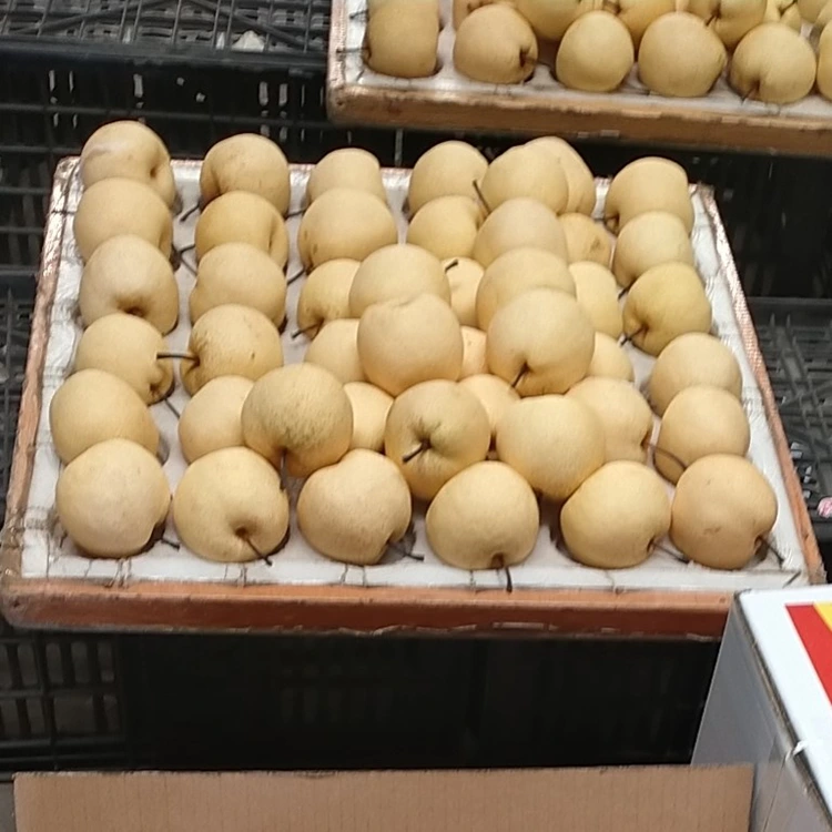 Fresh-Picked Gong Pears