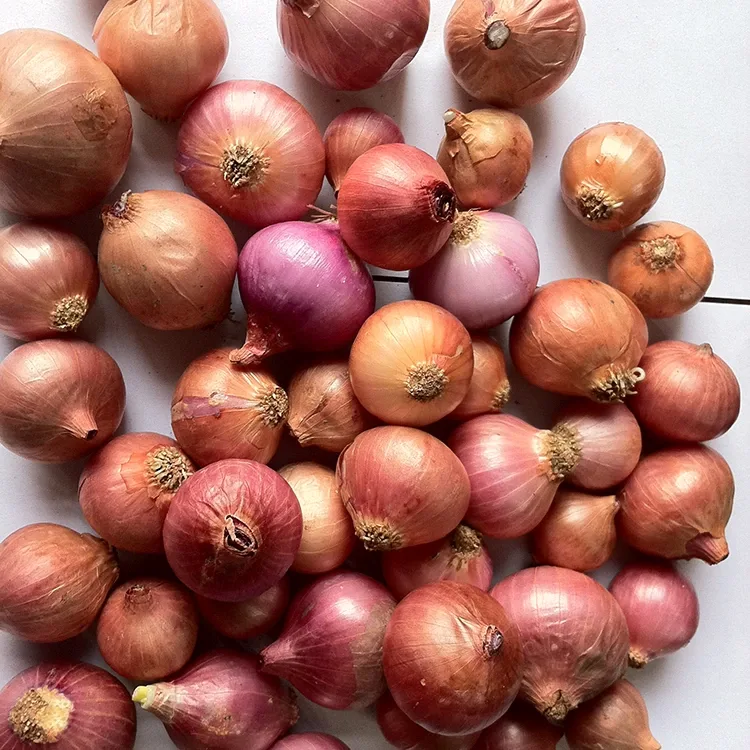 Premium Fresh Red Onions