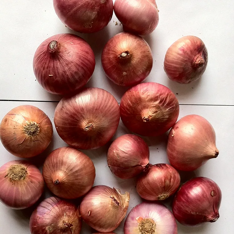 Premium Fresh Red Onions