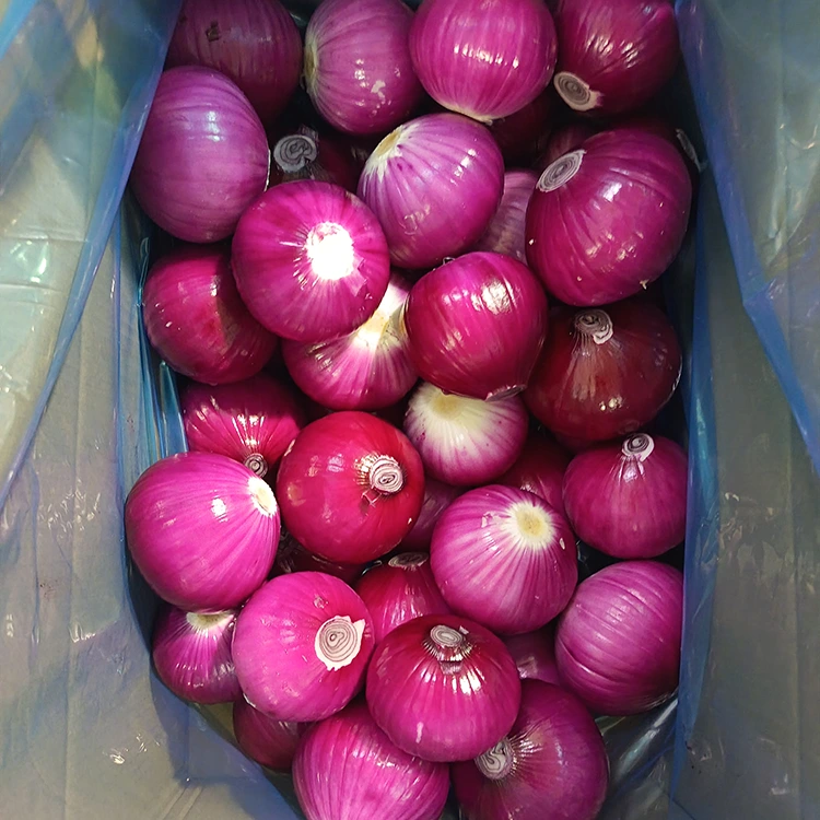 High Quality Peeled Onions
