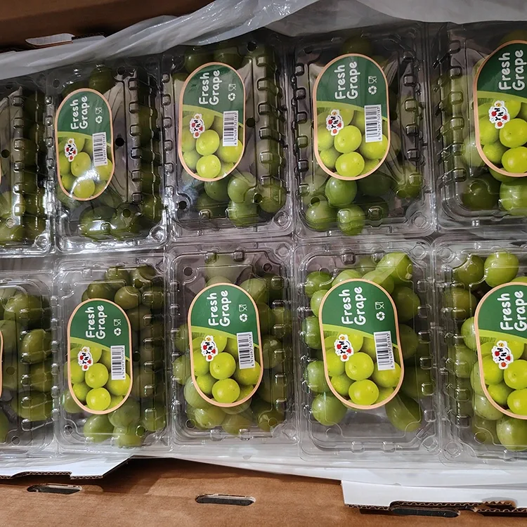 Selected Fresh Shine Muscat Grapes